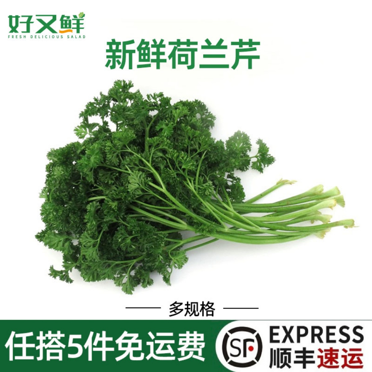 新鲜荷兰芹方西卷叶欧芹法国香芹法香菜蛋糕摆盘装饰点缀榨汁蔬菜