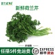 新鲜荷兰芹方西卷叶欧芹法国香芹法香菜蛋糕摆盘装 饰点缀榨汁蔬菜