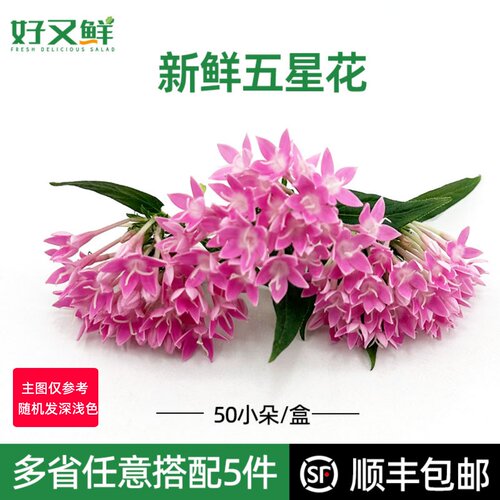 新鲜五星花西餐摆盘蛋糕装饰花草