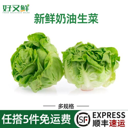 新鲜奶油生菜波斯顿西餐轻食食材