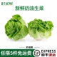 新鲜奶油生菜波斯顿牛油嫩叶沙拉配菜西餐轻食健身餐脆嫩蔬菜食材