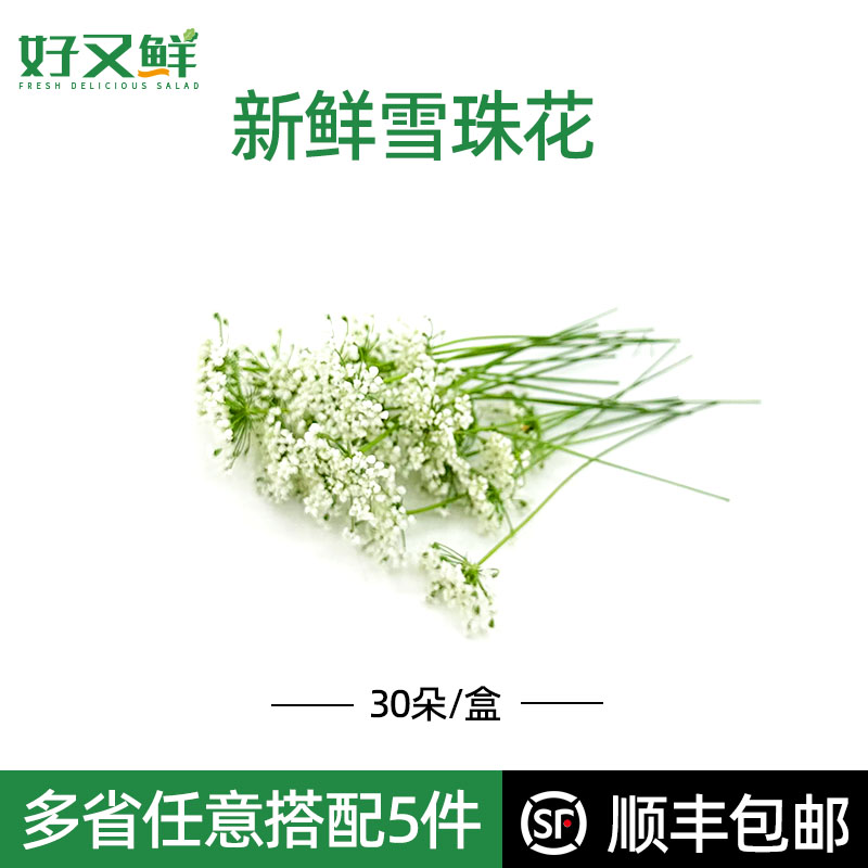 新鲜雪珠花蕾丝花白色小花酒店西餐日料摆盘冷菜蛋糕点缀装饰30朵