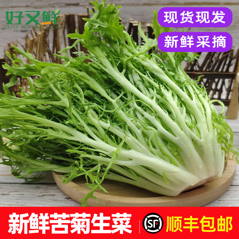 苦菊生菜新鲜苦苣狗牙菜九芽苦细叶轻食西餐沙拉食材即食蔬菜包邮
