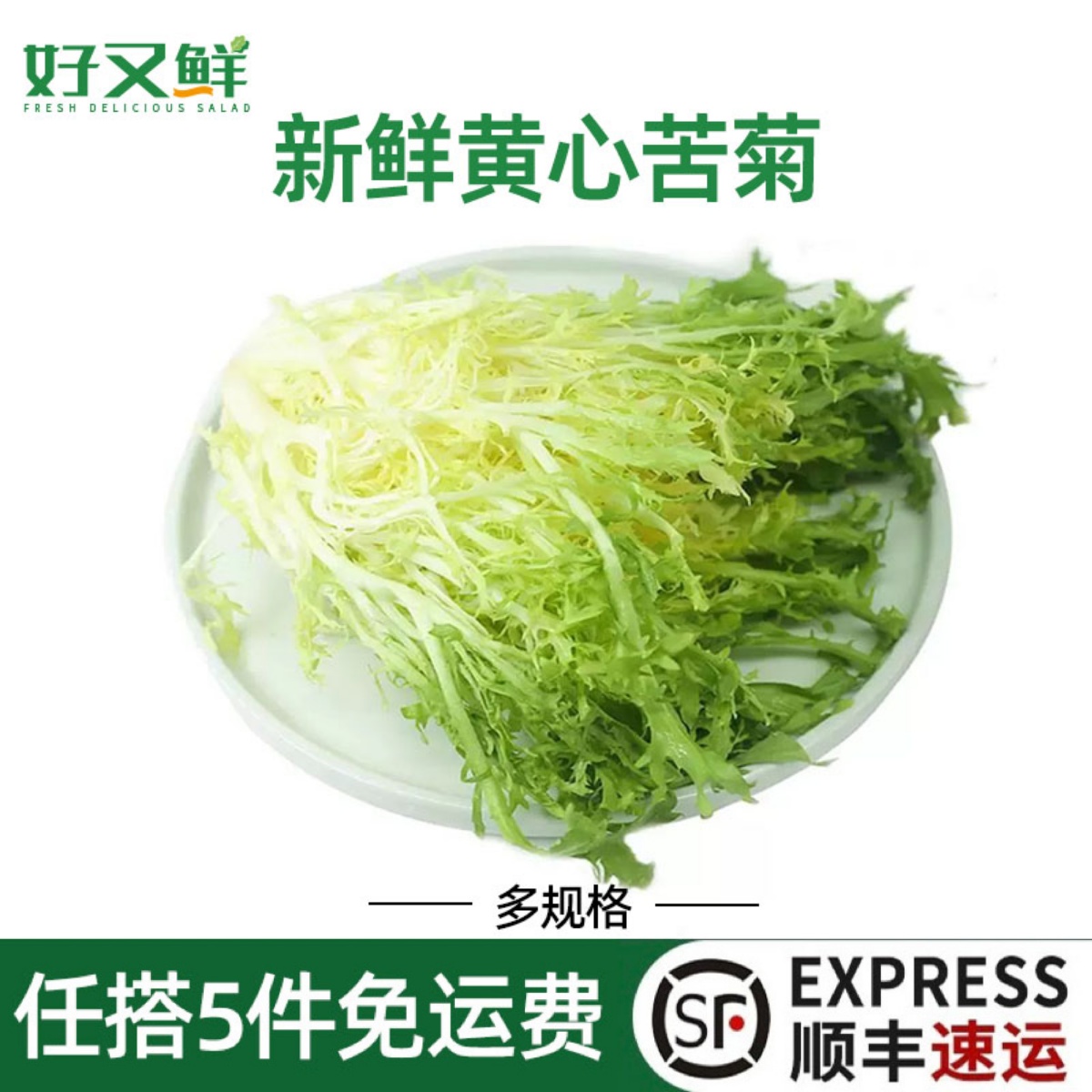 新鲜黄心苦菊细叶苦叶菜沙拉食材