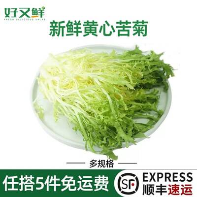 新鲜黄心苦菊细叶苦叶菜沙拉食材