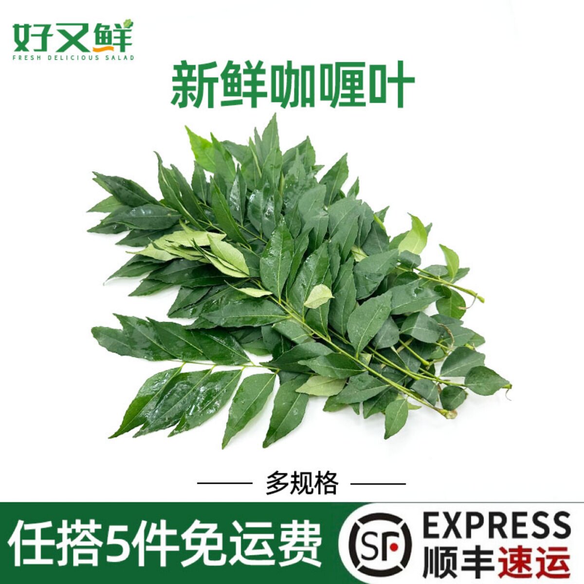 新鲜咖喱叶调料菜中泰餐厅香料菜