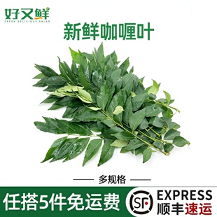 新鲜咖喱叶九里香煮鱼虾蟹调味增香食用调料菜中泰餐厅食材香料菜