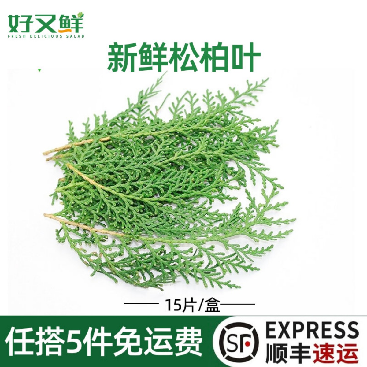 新鲜松柏叶扁柏西餐摆盘装饰花草