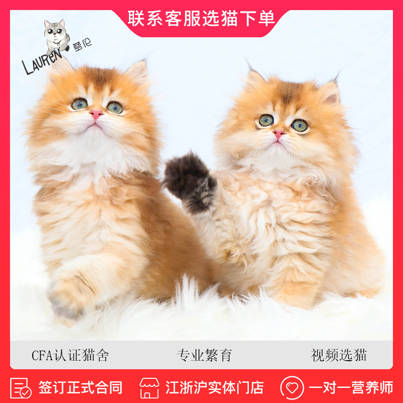 金渐层猫 萝伦幼猫幼崽纯种猫咪活物长毛猫活体宠物猫咪金渐层猫
