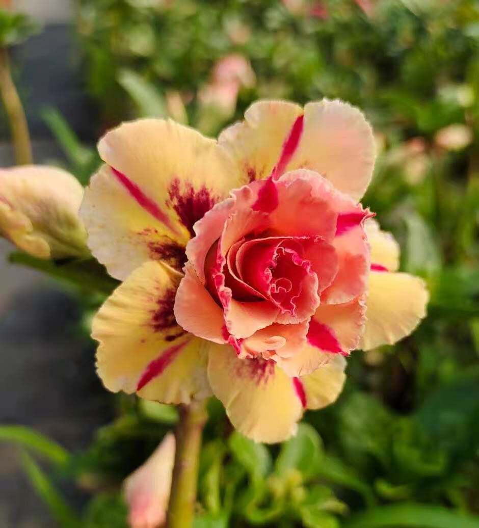 盆栽绿植花卉沙漠玫瑰136  三色堇