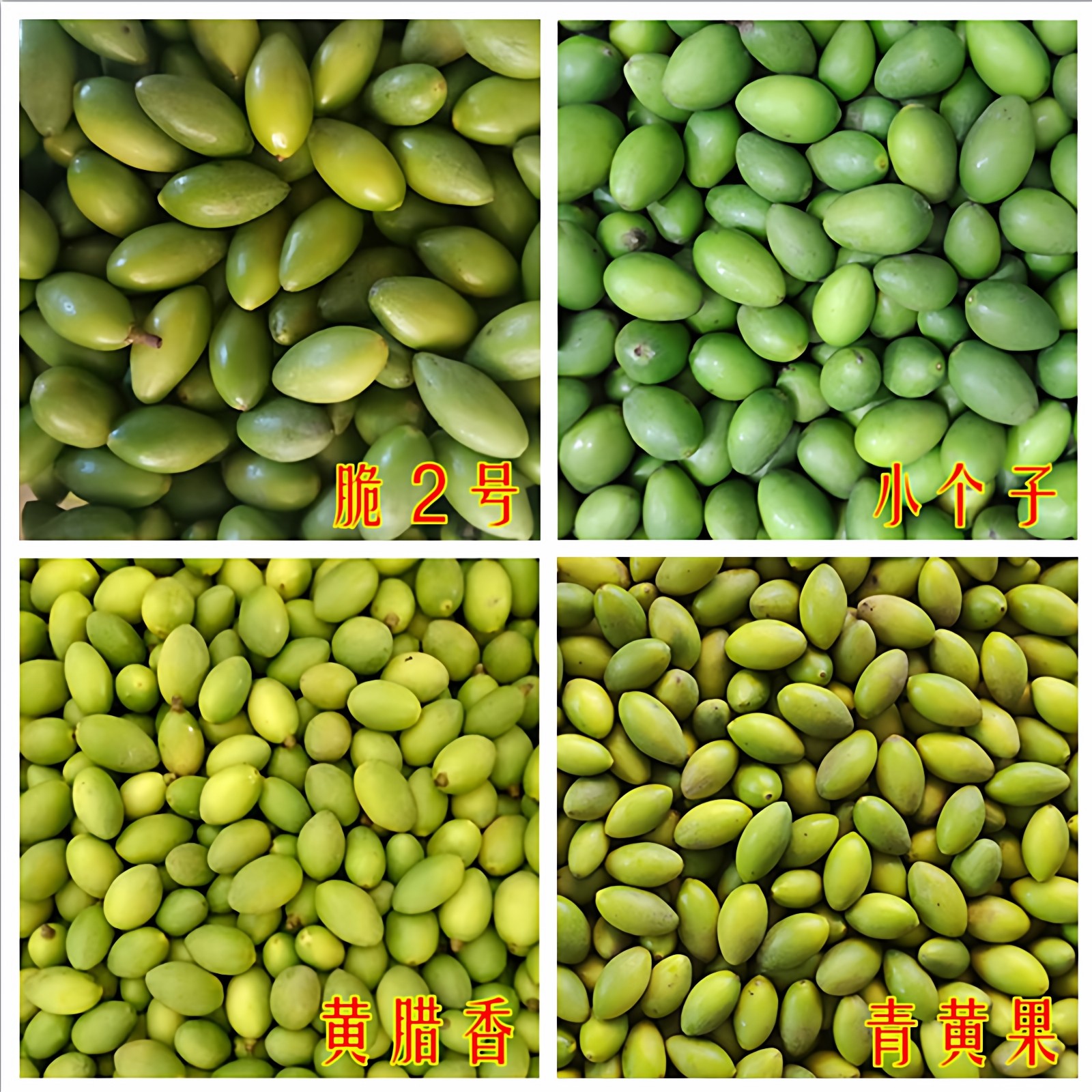 现摘新鲜青橄榄 多品种可选 生吃橄榄孕妇炖汤鲜青果鲜橄榄果包邮