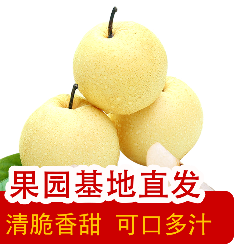 优质原产地现摘现发十斤酥梨