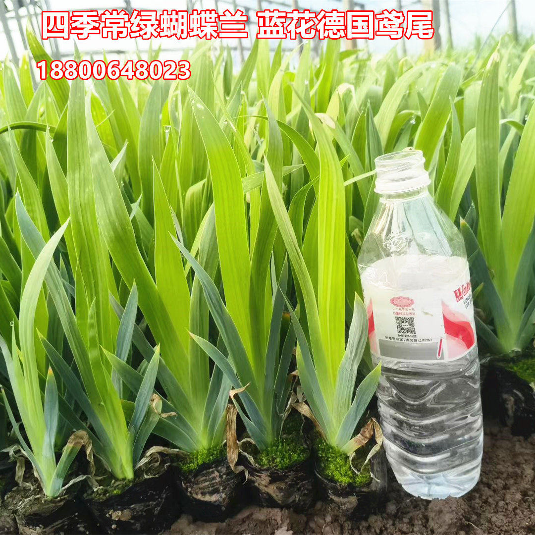 200盆蝴蝶兰花苗德国鸢尾蓝花鸢尾陆地耐旱耐寒常绿观赏地被花草