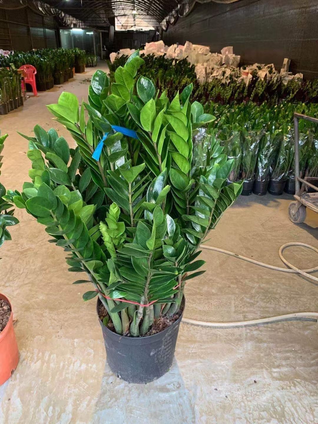 大盆金钱树盆栽客厅办公室去甲醇