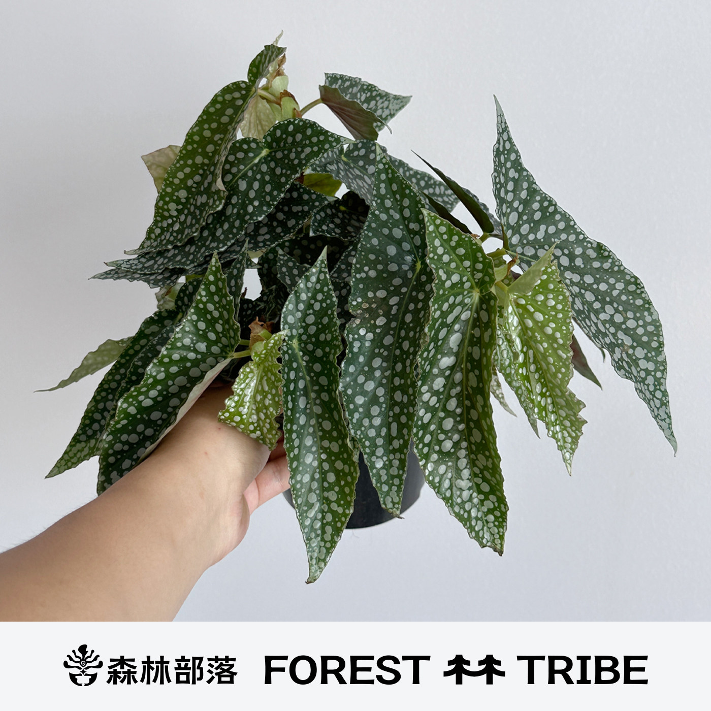 森林部落秋海棠盆栽室内耐阴好养