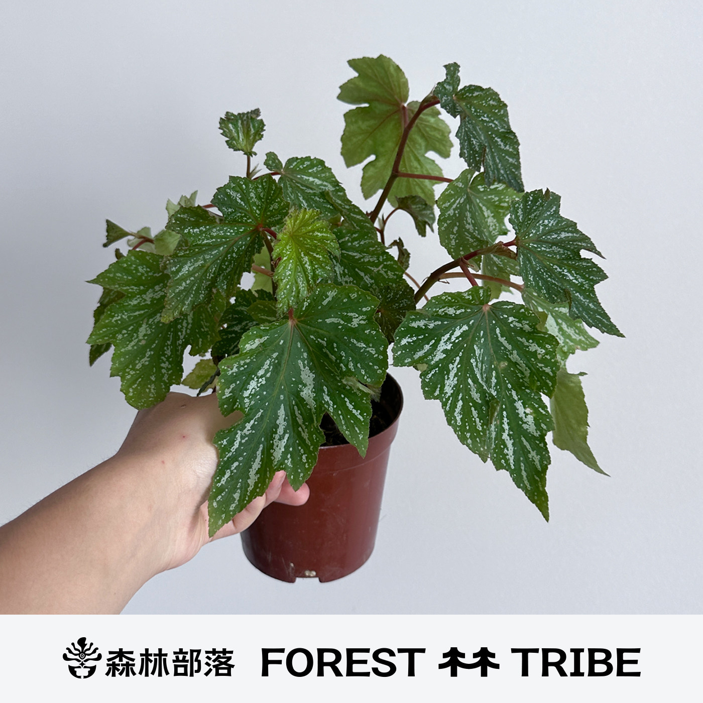 森林部落竹露秋海棠室内好养盆栽