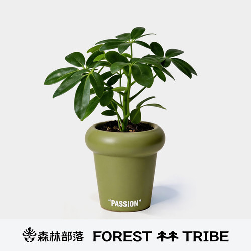 森林部落八方来财鸭脚木盆栽植物室内绿植办公室桌面盆景创意礼物