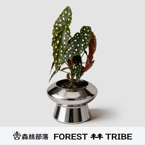 森林部落鳟鱼秋海棠室内绿植好养