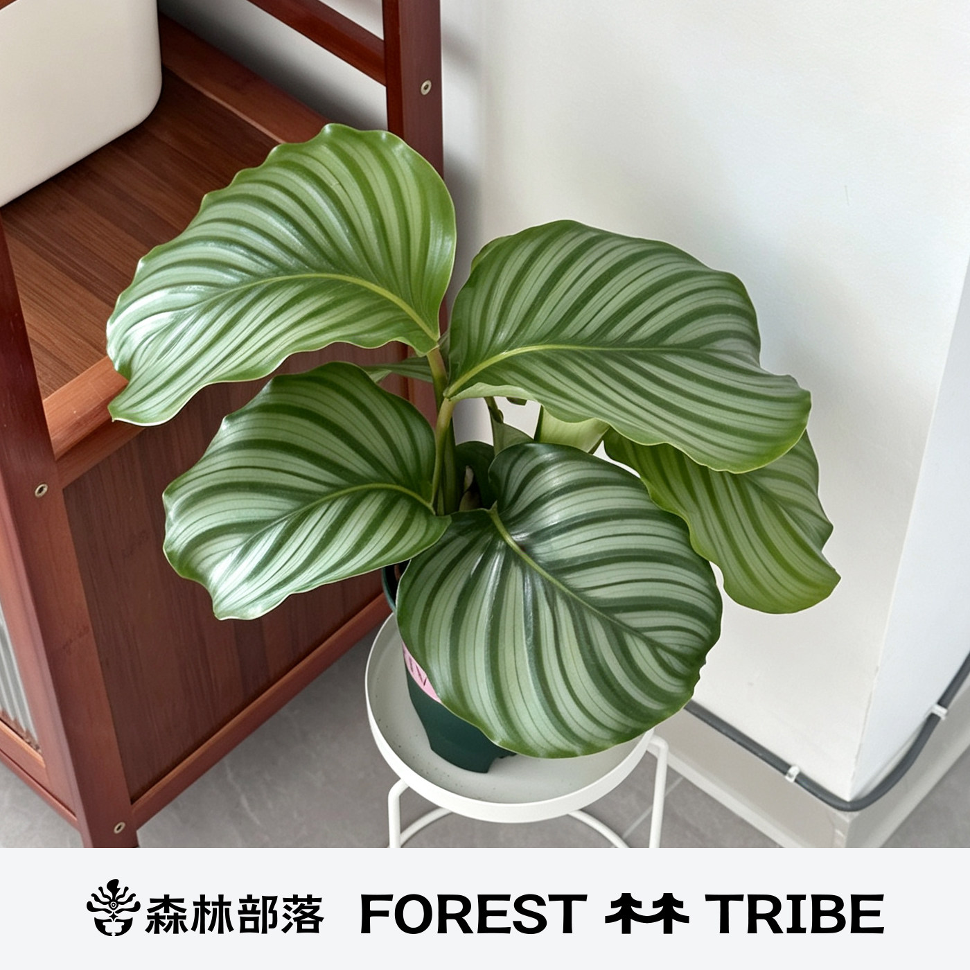 青苹果竹芋室内办公室四季常青