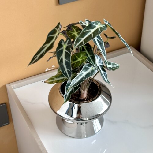 森林部落绿天鹅绒小仙女海芋彩叶芋绿植热带盆栽室内植物礼物观叶