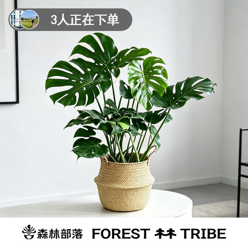 森林部落龟背竹老桩大盆栽好养
