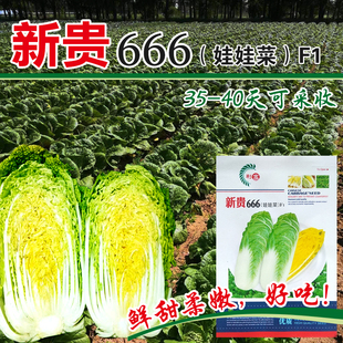 播红黄心迷你高山娃娃菜种子大白菜种籽盆栽大田蔬菜种孑 春秋四季