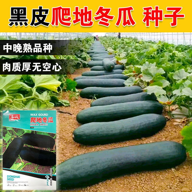 满地爬特大巨型黑皮冬瓜种子大型种高产大冬瓜四季春天盆栽蔬菜种