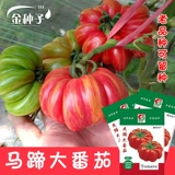 [马蹄大番茄种子 大田菜园高产扁圆多汁番茄籽 蔬菜种子]