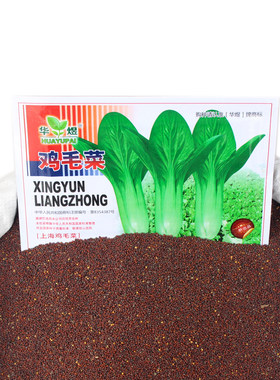 鸡毛菜易种四季播蔬菜种子