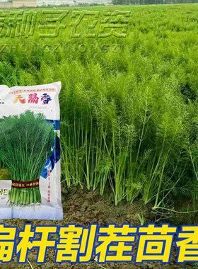 四季割茬大茴香种子回香蔬菜种籽