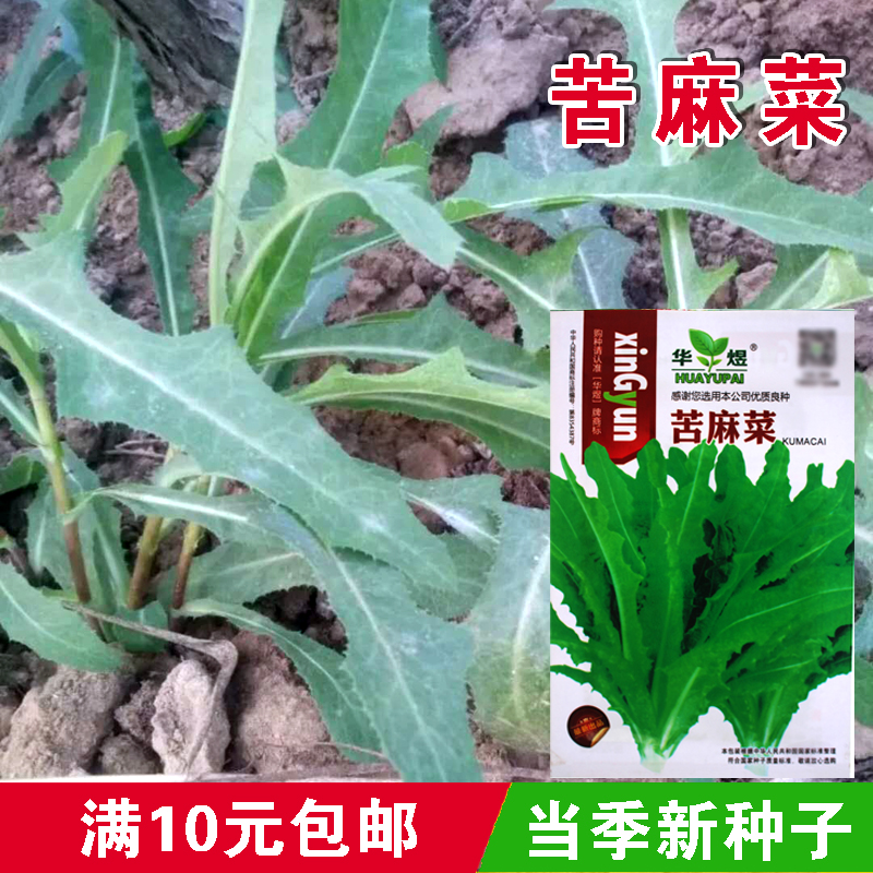 华煜苦麻菜种子 营养蔬菜种子天然营养曲麻菜种子苦菜 四季播