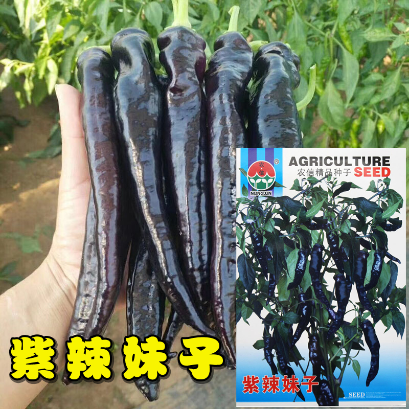 紫辣妹子辣椒种子 紫辣椒彩椒蔬菜籽抗病辣味浓干鲜两用 阳台盆栽