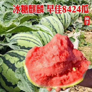 8424麒麟西瓜種子籽特大高產(chǎn)巨型無籽甜王薄皮小四季 盆栽水果種孑