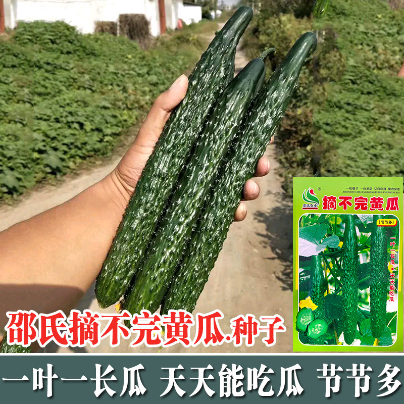 緑瓤摘不完黄瓜种子 耐热耐寒密刺短把青瓜 春夏秋蔬菜种籽 高产