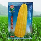 华穗万糯2018黄糯玉米新种子鲜食型玉米种子黄粘糯玉米种籽甜加糯