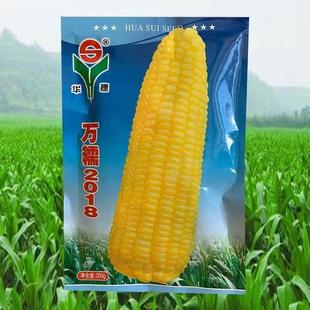 华穗万糯2018黄糯玉米新种子鲜食型玉米种子黄粘糯玉米种籽甜加糯