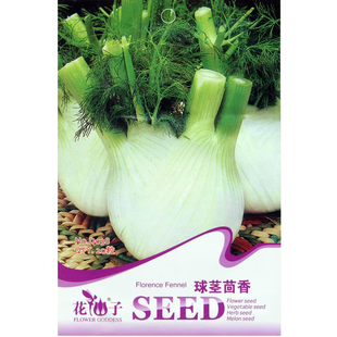 球茎茴香种子阳台香草 蔬菜香料种子阳台庭院盆栽 春夏秋四季播种