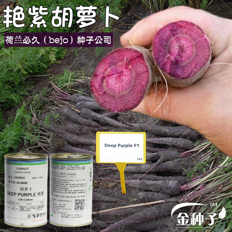 紫色胡萝卜种子孑秋冬季人参水果艳紫春秋四季进口秋季种植天紫