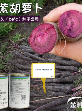 紫色胡萝卜种子孑秋冬季人参水果艳紫春秋四季进口秋季种植天紫