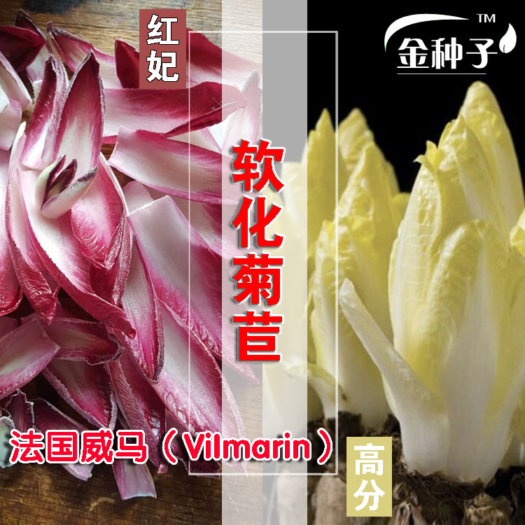 黄芽球菊苣种子 法国苦苣种子软化菊苣种子 四季蔬菜种子高产大田