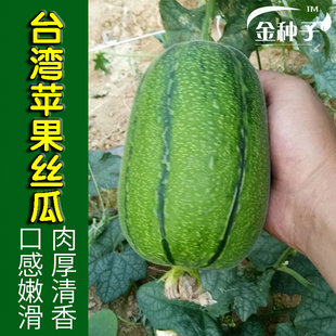苹果丝瓜种子 台湾进口迷你小丝瓜苹果丝瓜籽蔬菜种子春秋播菜籽