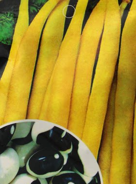 太极豆豆角蔬菜种子豆角