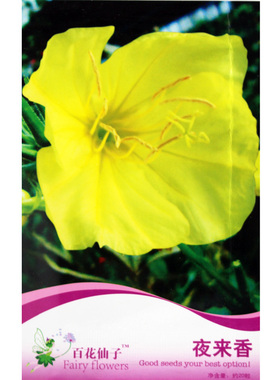 花卉种子 夜来香种子黄色 观赏驱蚊 月见草种子 香草花卉籽盆栽