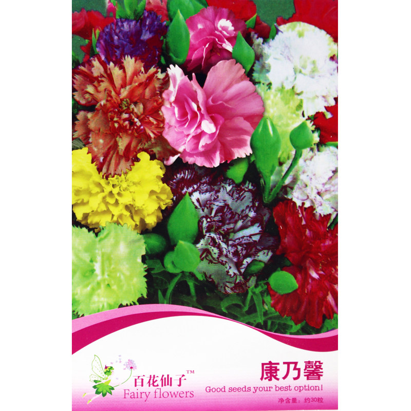 康乃馨阳台绿植开花春季香草种子图片
