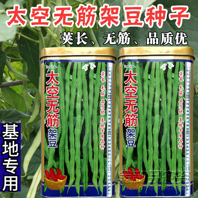 太空无筋架豆种子高产早熟
