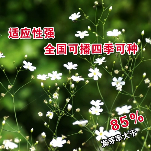 [Семена с полным небом] Цветочные семена легко сажать в горшке в горшке цветы многолетние цветы и семена травы зеленые растения