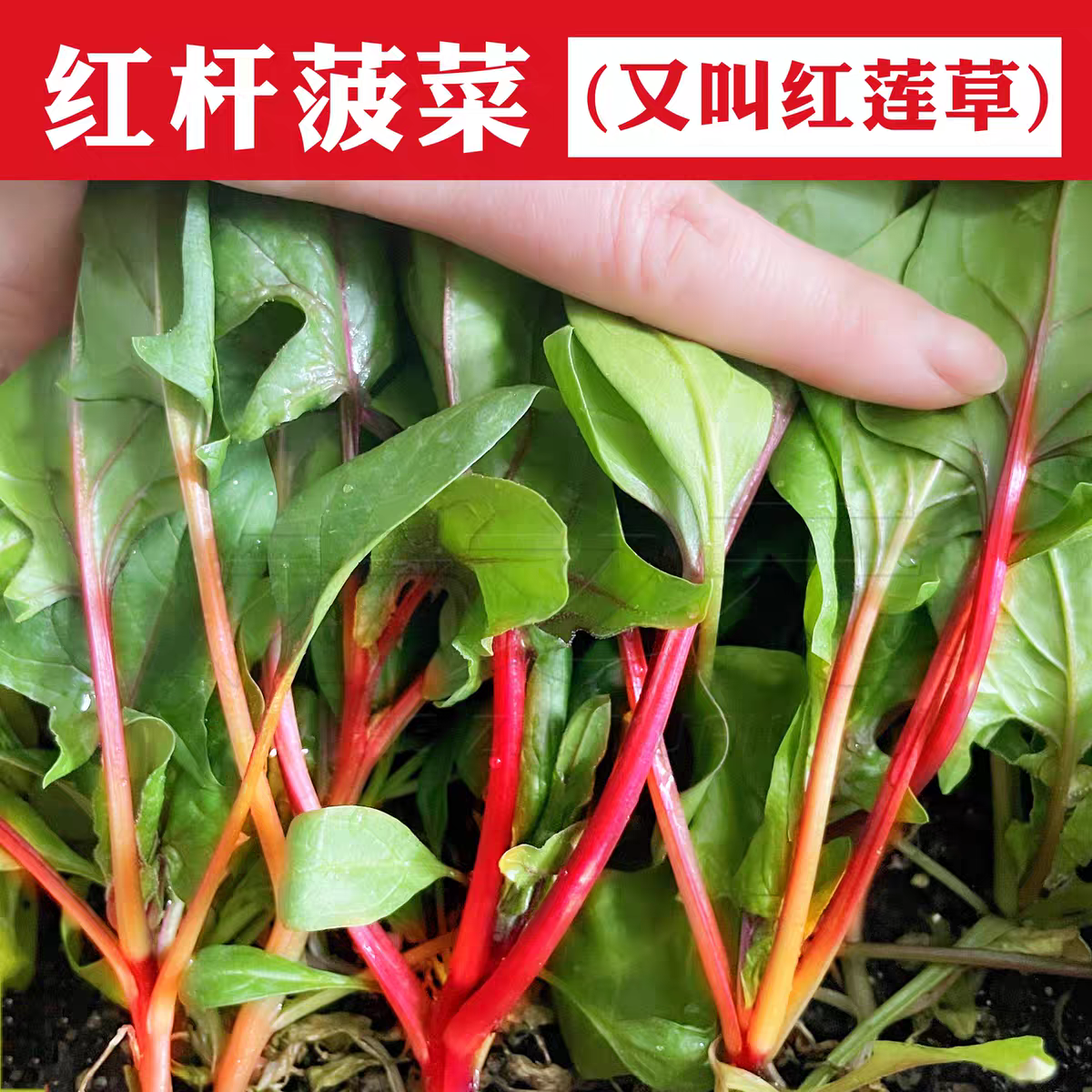 丹麦红莲草种子救心草菠菜种籽红菠菜种子春秋季种植蔬菜种子四季