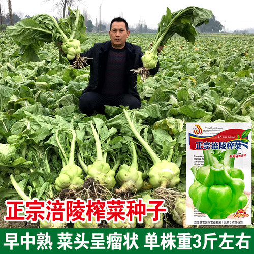 特大榨菜涪陵耐抽薹种子
