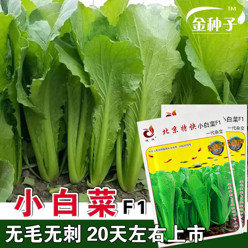 北京特快小白菜 青梗小白菜种子 四季小白菜种子小青菜快菜种子