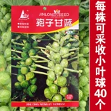 Капустная капуста баозская капуста, семена овощей, фиолетовые семена с небольшими капусными рулонами капусты, капусты, капусты